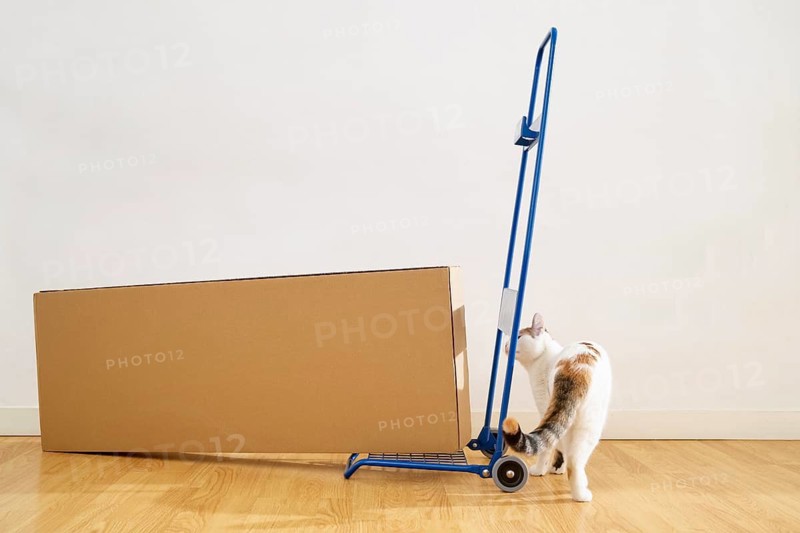 Curious cat sniffing around a blue hand truck with a large cardboard box positioned beside it on a wooden floor, suggesting a home moving scene or furniture assembly