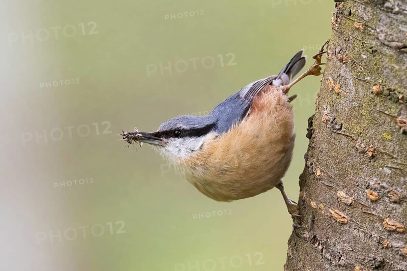 A nuthatch (Sitta europaea) on a tree trunk with insects in its beak in a natural environment, Hesse, Germany
