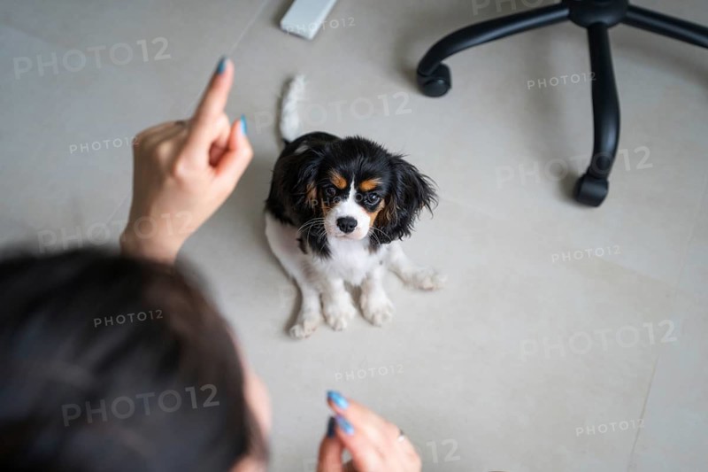 A young woman trains her attentive Cavalier King Charles Spaniel in a cozy home environment, emphasizing the bond between pet and owner while focusing on obedience and communication