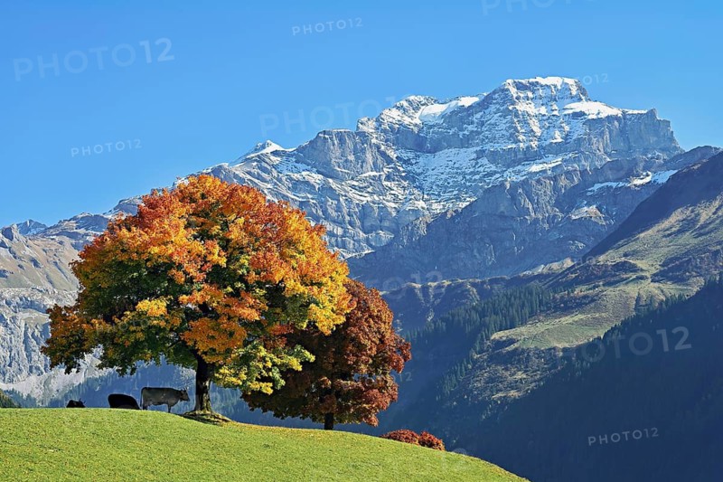 Cows standing in front of a group of sycamore maples (Acer pseudo plantanus), in autumn colours in front of snow-covered mountains, Canton Uri, Switzerland