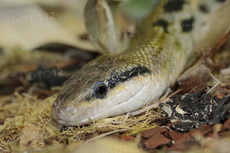 Taiwan beauty snake (Orthriophis taeniurus frisei, Elaphe taeniura frisei), captive, occurrence in Asia