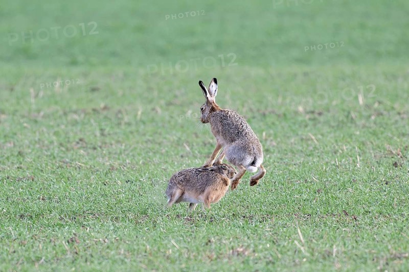 European hare (Lepus europaeus) mating season, so-called gathering time, hares fighting with each other, Lower Austria, Austria