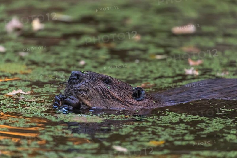 One North American beaver or Canadian beaver, Castor canadensis, swimming through a pond covered with green Lemna minor, the common duckweed
