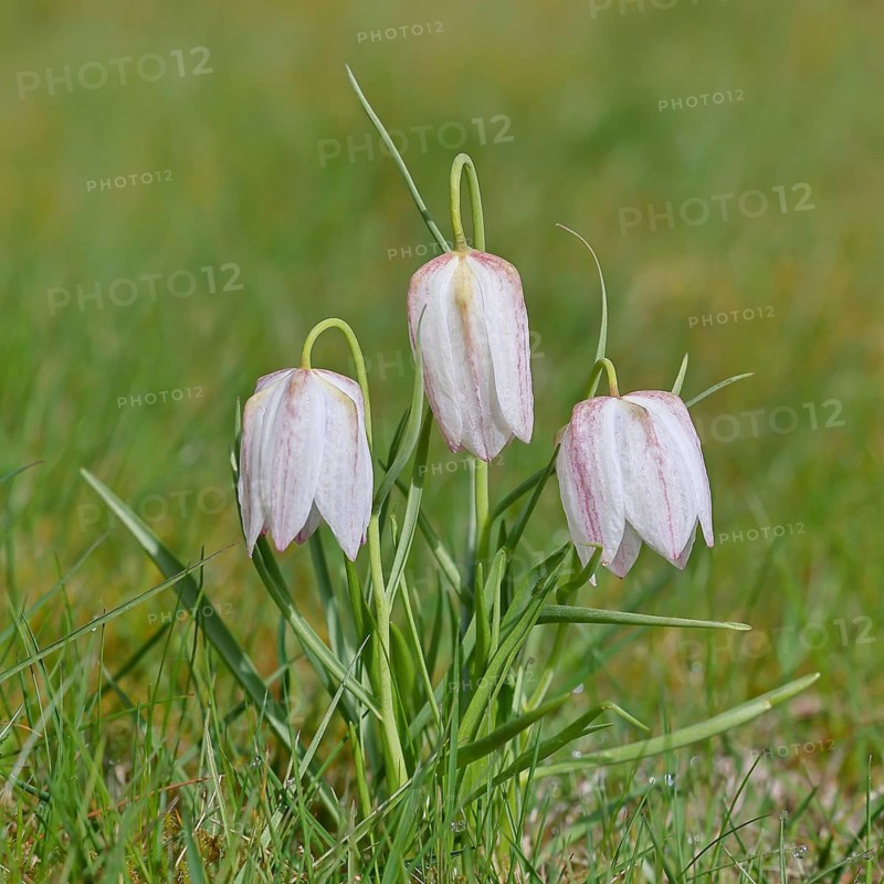 Snake's Head Fritillary (Fritillaria meleagris f. alba), white flower, also known as lapwing, in a meadow, close-up, inflorescence, early bloomer, spring, Wilnsdorf, North Rhine-Westphalia, Germany