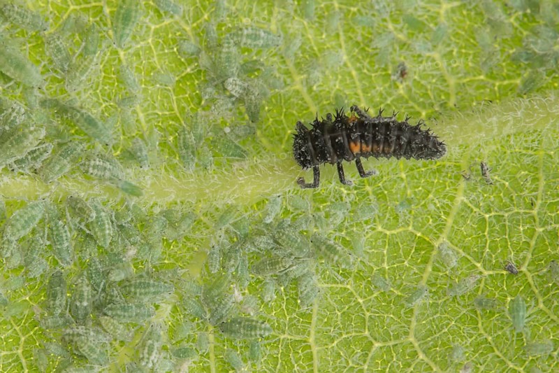 Seven-spot ladybird (Coccinella septempunctata) larva and Plum aphids (Hyalopterus pruni) on a plum tree leaf in summer, England, United Kingdom