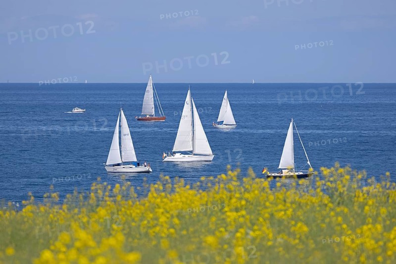 Sailing boats, rapeseed field, Baltic Sea, Altbülk, beaches, Schleswig-Holstein, Germany