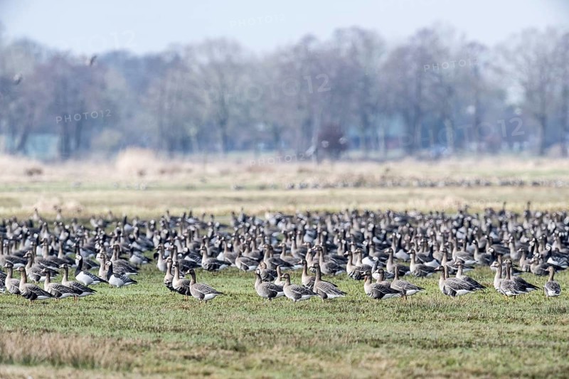 White-fronted geese (Anser albifrons), Borgfelder Wümmewiesen, Bremen, Germany