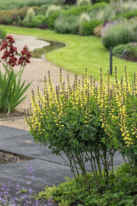 Dyer's meringue (Baptisia 'Lemon Meringue'), Tuinen van Appeltern, Netherlands