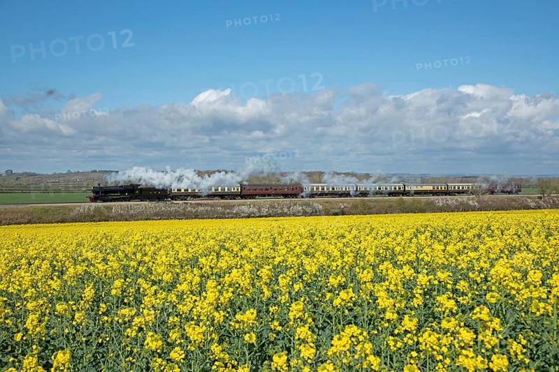 Steam Railway, Gloucestershire Warwickshire Steam Railway, GWSR, Rape Field near Broadway, The Cotswolds, England, Great Britain