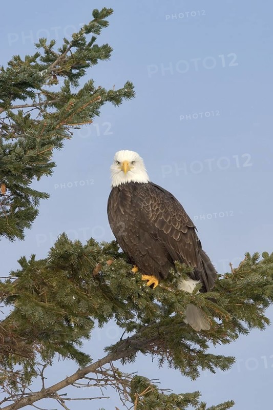 Bald Eagle (Haliaeetus leucocephalus), Alaska, USA