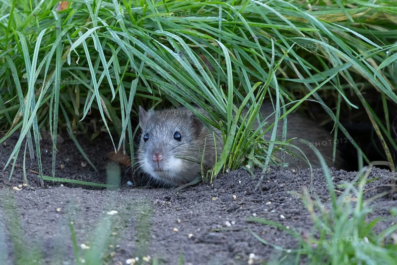 Brown rat (Rattus norvegicus) adult rodent animal looking out from a burrow hole in grassland, England, United Kingdom