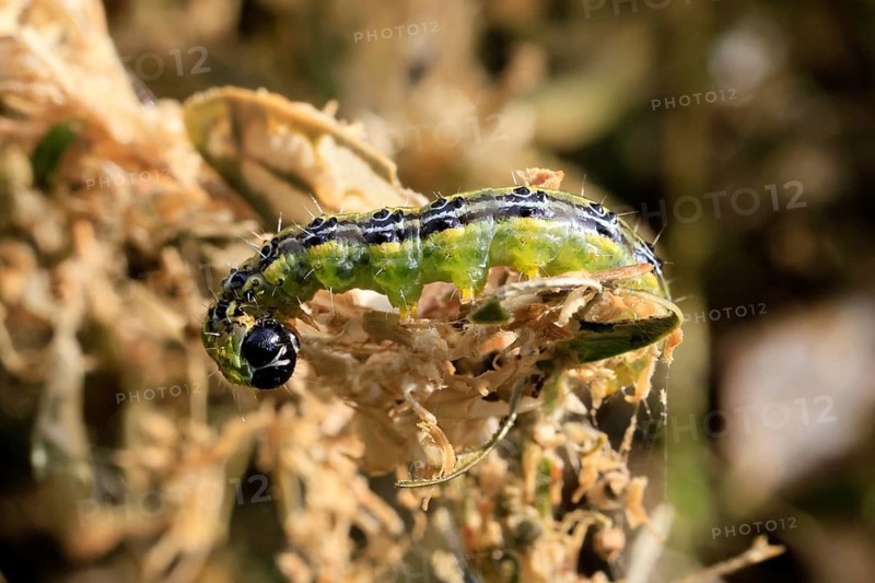 Box tree moth (Cydalima perspectalis), caterpillar, feeding on boxwood, clear feeding, Ellerstadt, Rhineland Palatinate, Germany