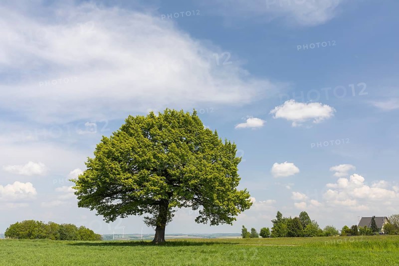 Single standing oak (quercus) on a hill in Burkersdorf, Kirchberg, Saxony, Germany