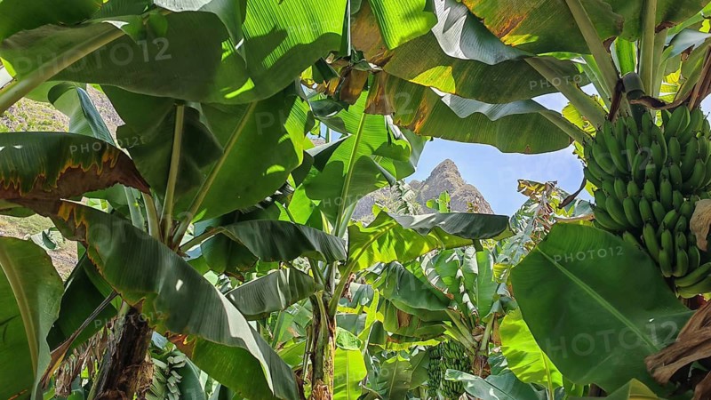 View through tropical banana leaves (musa) in a plantation towards the mountains and sunny sky, hiking in the Paul Valley, Vale do Paul, Santo Antao, Cabo Verde, Cape Verde