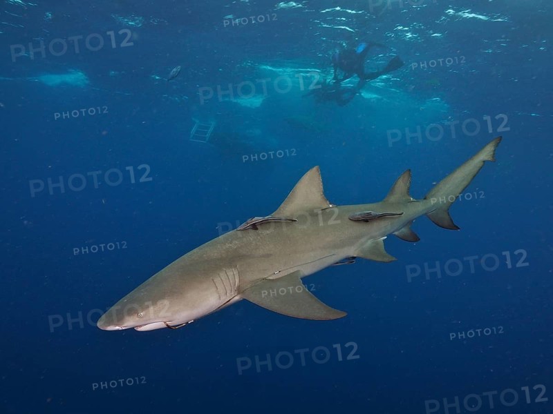 A lemon shark (Negaprion brevirostris) swimming near a diver in the deep blue ocean, dive site Lemon Drop, Jupiter, Florida, USA