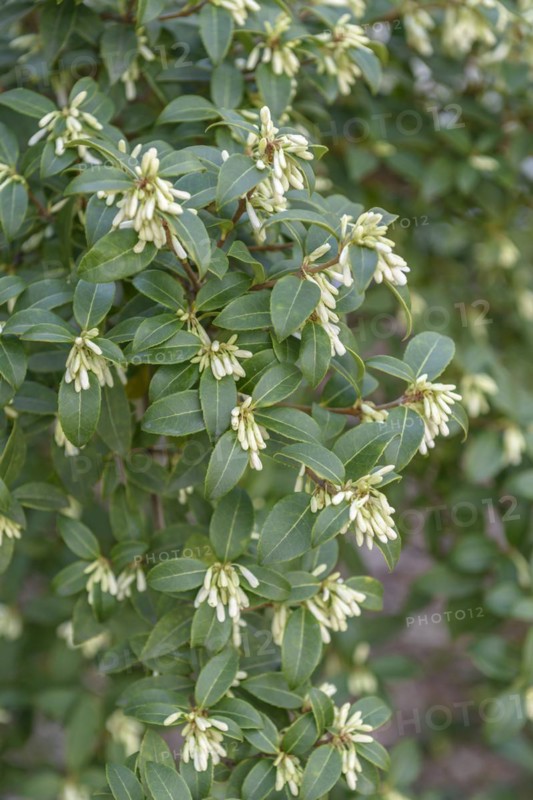 Scented flower (Osmanthus × burkwoodii), HBLFA Wien-Schönbrunn, Vienna, Vienna, Austria