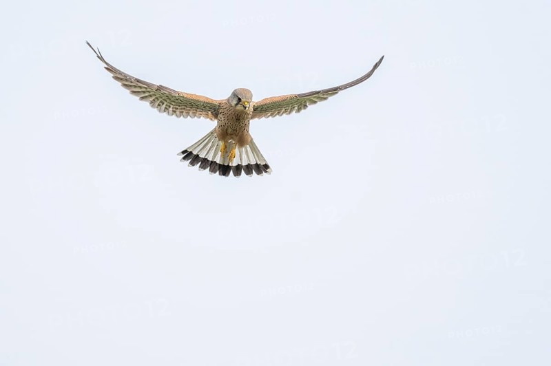 The common kestrel (Falco tinnunculus) is in flight, searching for its prey in the sky. The bird moves quickly to catch insects. The scene takes place in bright daylight. Sasbach am Kaiserstuhl, Emmendingen, Freiburg im Breisgau, Baden-Württemberg, Germany