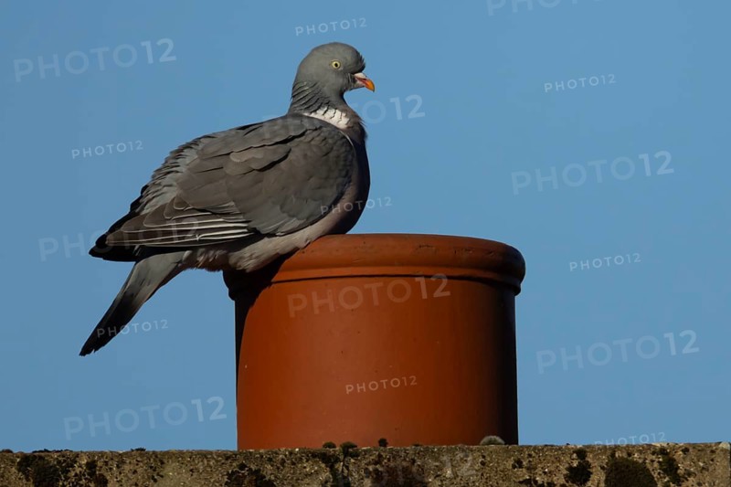 Wood pigeon (Columba palumbus) adult garden bird on an urban house roof chimney pot, Suffolk, England, United Kingdom