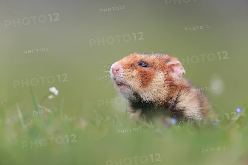 European hamster (Cricetus cricetus), in flower meadow, sniffing and securing, cemetery in Vienna, Austria