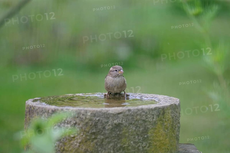 House sparrow (Passer domesticus), female, Birdbath, The bird is sitting on the edge of a water trough