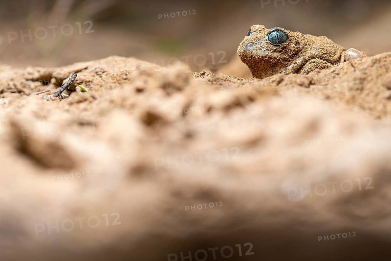 Close-up of a common spadefoot toad, Pelobates cultripes, with distinctive eyes, partially buried in sandy terrain, showcasing its natural camouflage