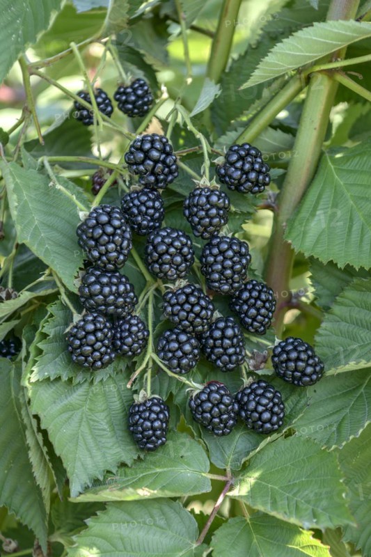 Arkansas blackberry (Rubus fruticosus 'Navaho'), Bundessortenamt, testing centre Wurzen, Wurzen, Saxony, Germany