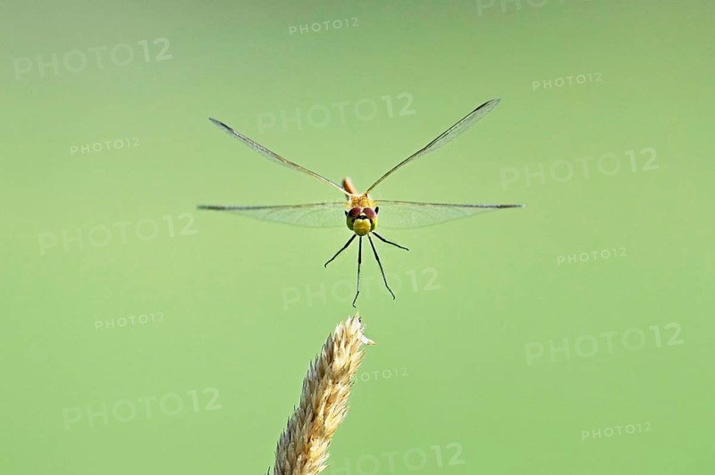 Marsh dragonfly (Sympetrum depressiusculum), female approaching a blade of grass, Switzerland