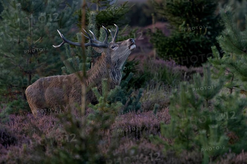 With the onset of dusk, the red deer (Cervus elaphus) become active again in the heather (Calluna vulgaris), heath landscape, blooming, heather blossom, rutting cry, rutting call, roaring, Krondyr, rutting season, red deer rut, red deer rut, September, Denmark