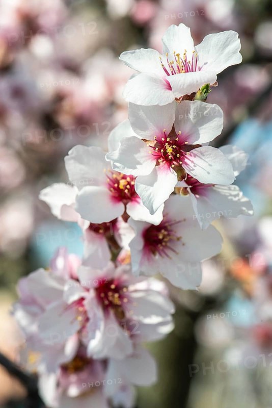 Almond blossom (Prunus dulcis), Rhineland-Palatinate, Germany