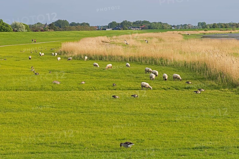 Sheep and geese graze together on the banks of the Elbe, Glückstadt, Schleswig-Holstein, Germany