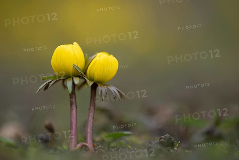 Winter aconite (Eranthis hyemalis) in bloom, plant, flower, early bloomer, yellow, Hanover, Lower Saxony, Germany