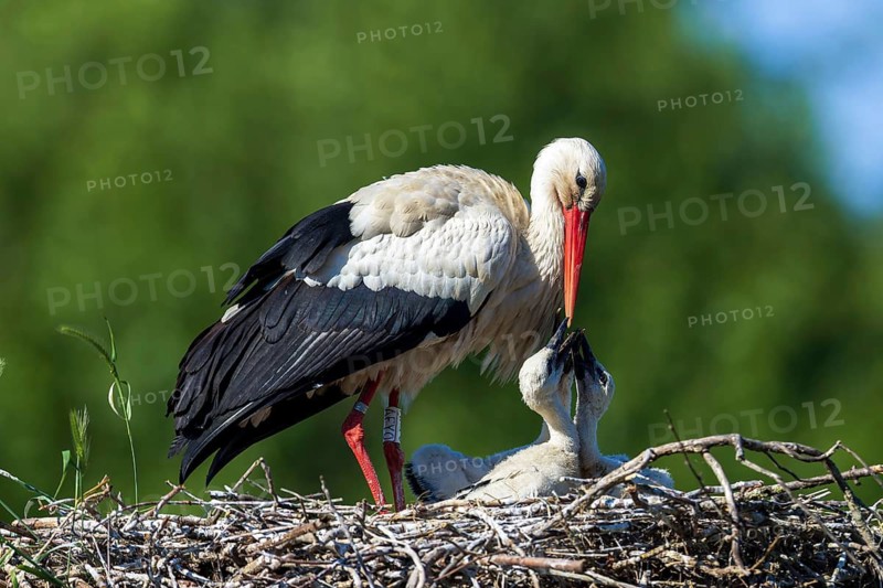 Parent stork showing affection to its chick in a nest surrounded by greenery, White Stork (Ciconia ciconia), wildlife, Germany