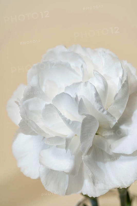 Macro close-up shot of a single white carnation bloom highlighting the delicate petals and texture, set against a soft beige backdrop for botanical or beauty concepts