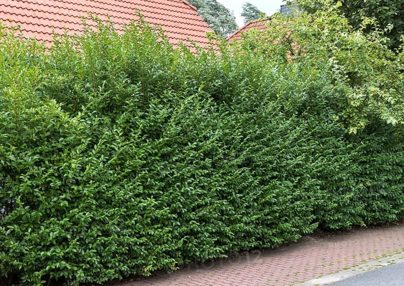 Rain willow (Ligustrum ovalifolium), Germany