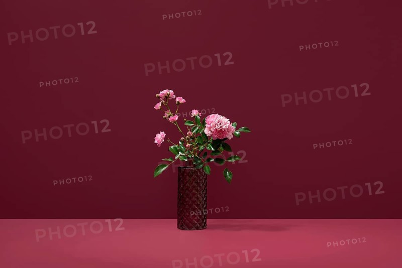 Vibrant polyantha rose flowers captured against a striking red background, offering a stunning display of nature's beauty and elegance, perfect for floral decoration