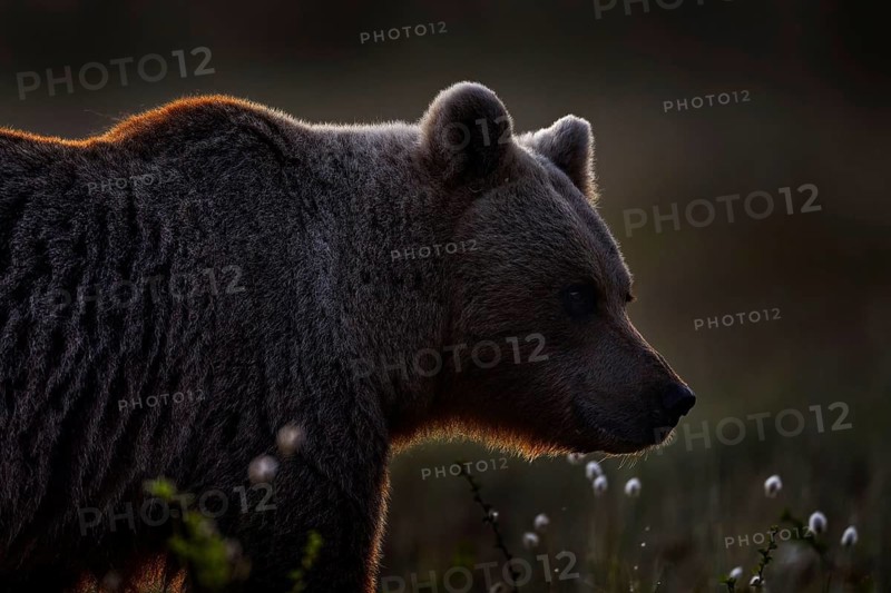 Night in taiga Bear detail portrait in forest. Cotton grass with bear. Beautiful brown bear walking around lake, fall colours. Big danger animal in habitat. Wildlife scene from nature, Finland