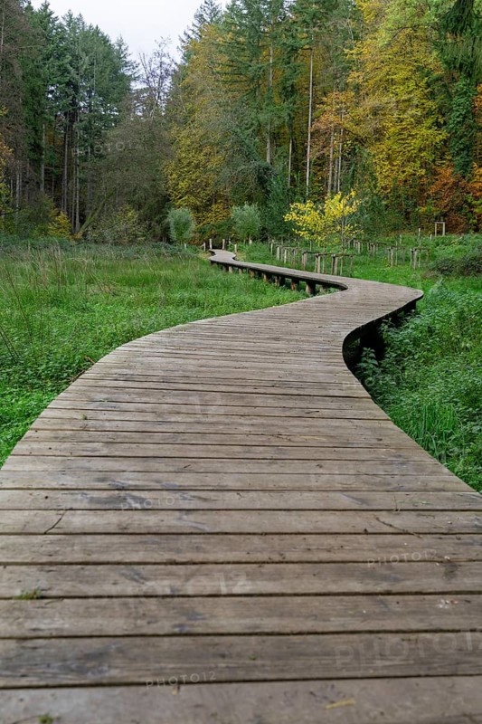 Forest path in Luxembourg