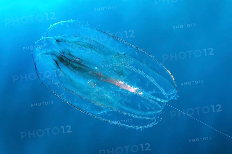 Ribbed jellyfish (Leucothea multicornis or Leucothea pulchra), in blue water, Red Sea, Makadi Bay, Port Safaga, Egypt