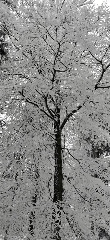 Frosty snow-covered tree in a wintry landscape, Fichtelgebirge nature park Park, Upper Franconia