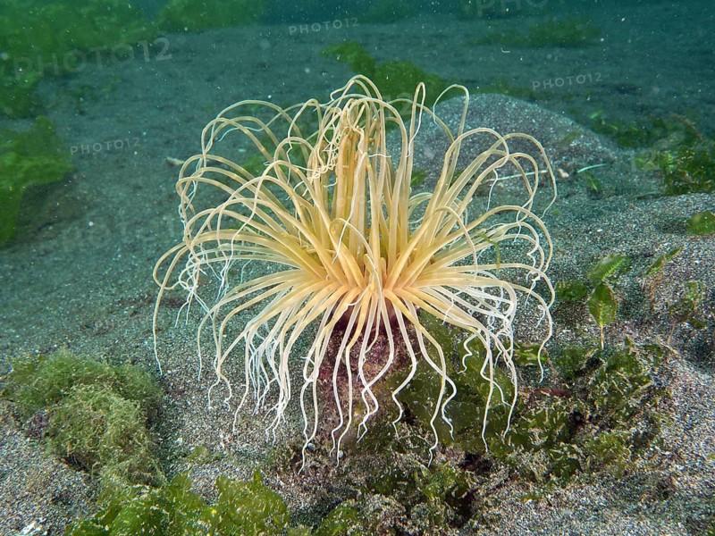 Filigree cylinder rose (Cerianthus filiformis) with long tentacles on sandy seabed, dive site Secret Bay, Gilimanuk, Bali, Indonesia