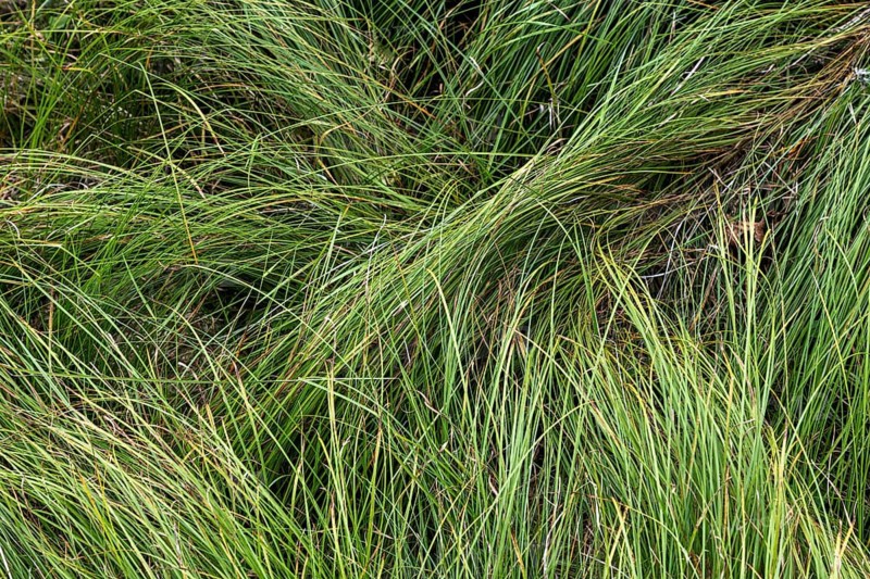 Long green grass, near Sonogno, Verzasca Valley, Vale Verzasca, Canton Ticino, Switzerland