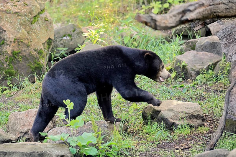 Malayan bear (Helarctos malayanus), adult, running, foraging, alert, Southeast Asia