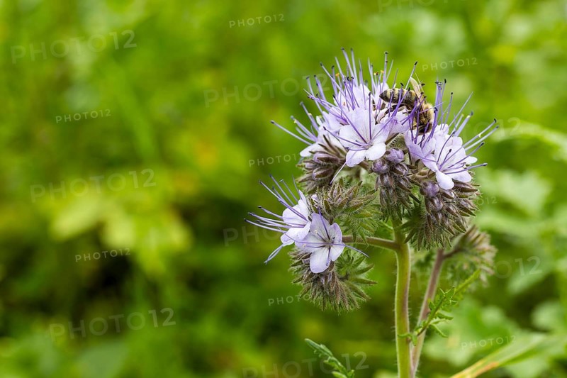 Flower of the bee friend (Phacelia) with honey bee (apis mellifera)