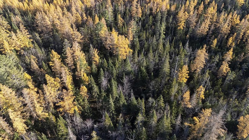 Boreal forest in late fall. Region of La Mauricie. Province of Quebec. Canada
