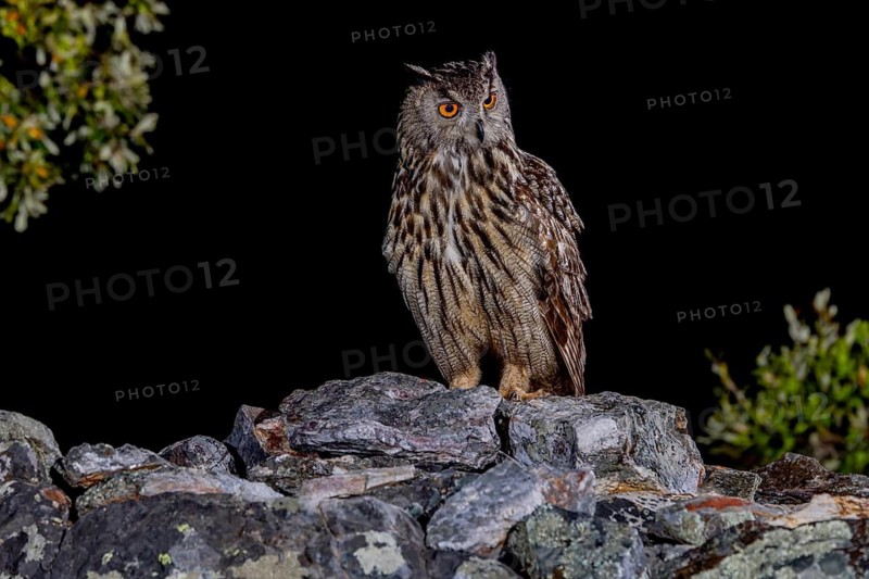 Eurasian Eagle-owl (Bubu bubu), at night, Extremadura, Spain
