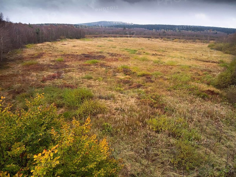 View of Rotes moor, in autumn colour, in the Rhön UNESCO Biosphere nature reserve, county Bavaria, German