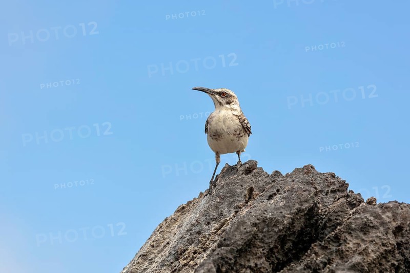 Galápagos mockingbird (Mimus parvulus, syn.: Nesomimus parvulus), Galapagos, Ecuador