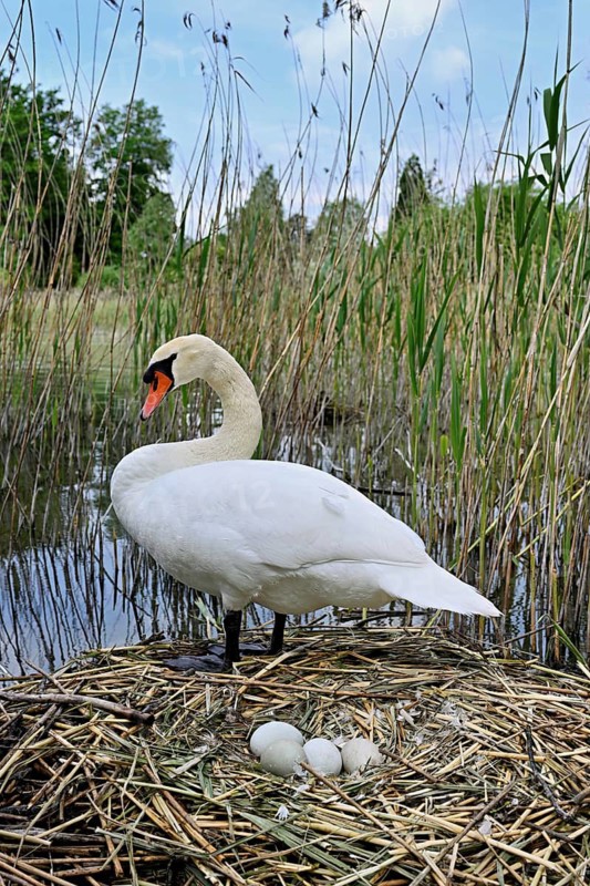 Mute swan (Cygnus olor), adult male standing on nest next to clutch of four eggs, Lake Zug, Cham, Switzerland