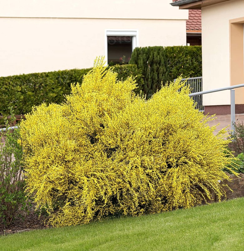 Sweet broom (Cytisus × praecox 'Allgold')