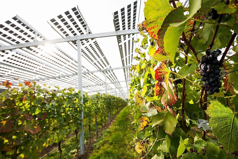 Solar plant in the vineyard, solar cells, solar modules, solar power plant, photovoltaic plant, Blankenhornsberg, near Ihringen, Kaiserstuhl, Baden-Württemberg, Germany